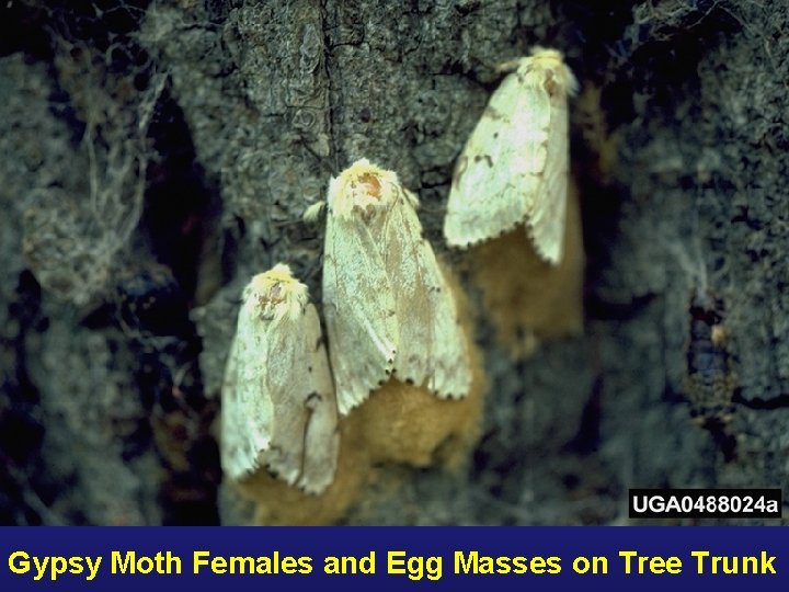 Gypsy Moth Females and Egg Masses on Tree Trunk 