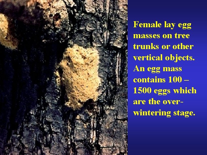 Female lay egg masses on tree trunks or other vertical objects. An egg mass