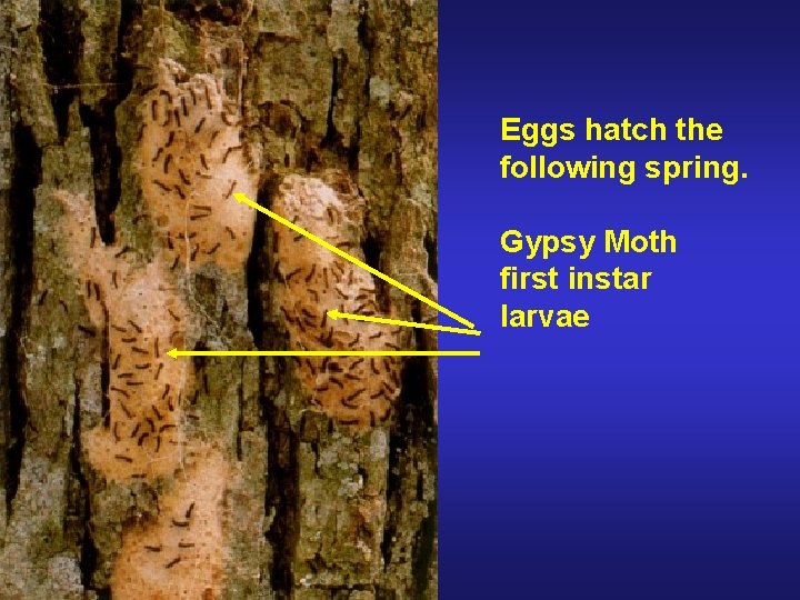 Eggs hatch the following spring. Gypsy Moth first instar larvae 