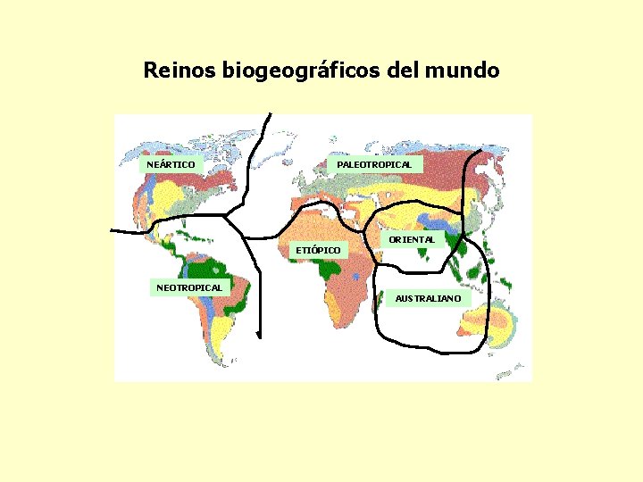 Reinos biogeográficos del mundo NEÁRTICO PALEOTROPICAL ETIÓPICO NEOTROPICAL ORIENTAL AUSTRALIANO 