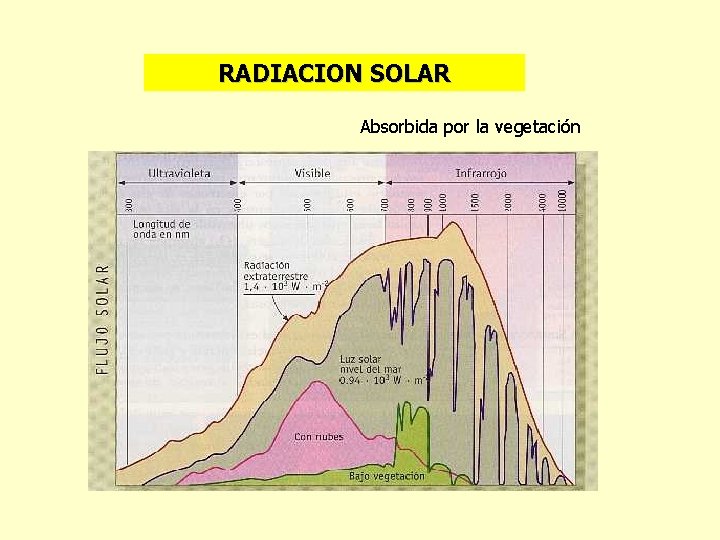 RADIACION SOLAR Absorbida por la vegetación 