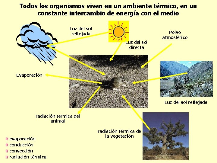 Todos los organismos viven en un ambiente térmico, en un constante intercambio de energía