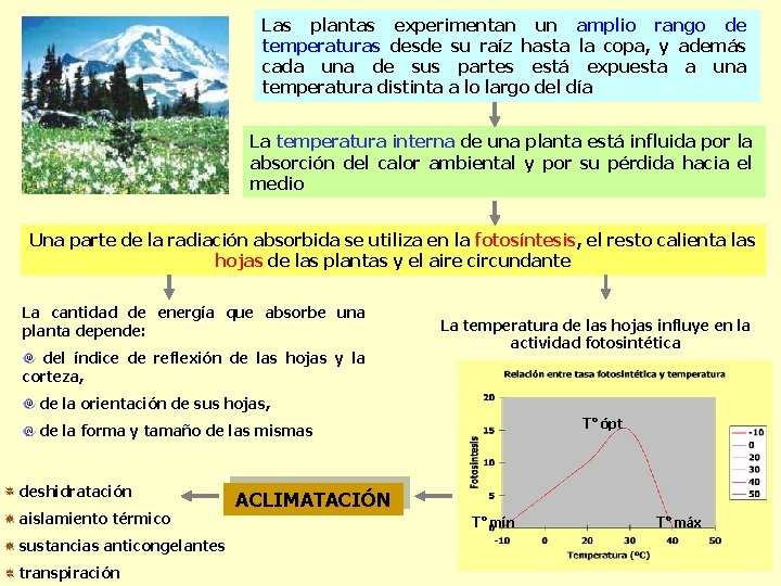 Las plantas experimentan un amplio rango de temperaturas desde su raíz hasta la copa,