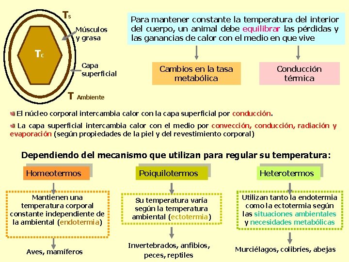 Ts Músculos y grasa Para mantener constante la temperatura del interior del cuerpo, un