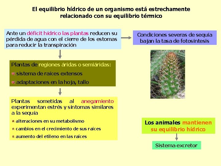 El equilibrio hídrico de un organismo está estrechamente relacionado con su equilibrio térmico Ante