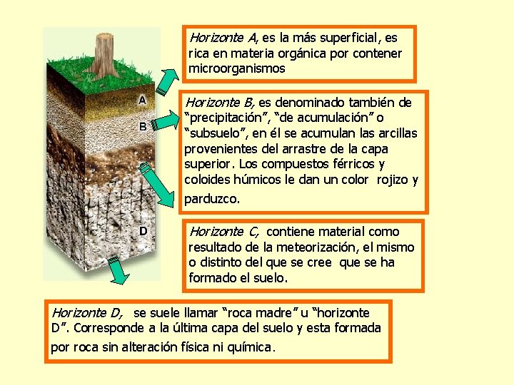 Horizonte A, es la más superficial, es rica en materia orgánica por contener microorganismos