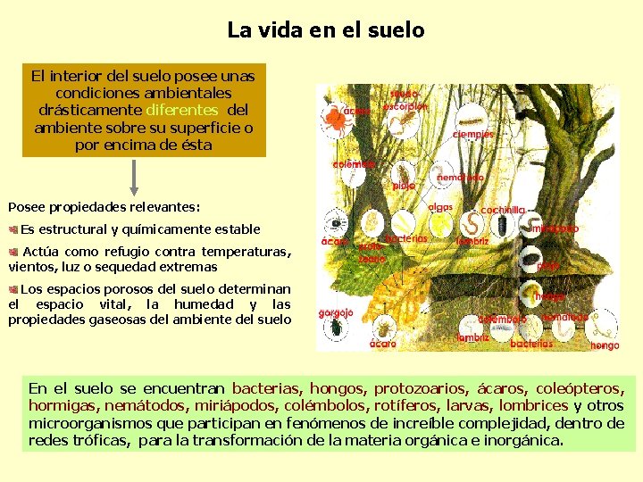 La vida en el suelo El interior del suelo posee unas condiciones ambientales drásticamente