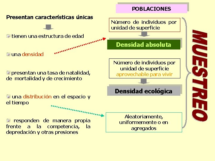 POBLACIONES Presentan características únicas Número de individuos por unidad de superficie tienen una estructura