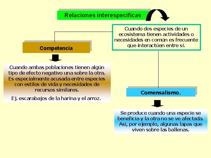 Relaciones interespecíficas Competencia Cuando ambas poblaciones tienen algún tipo de efecto negativo una sobre