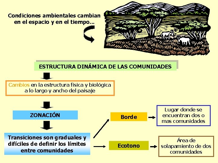 Condiciones ambientales cambian en el espacio y en el tiempo. . . ESTRUCTURA DINÁMICA
