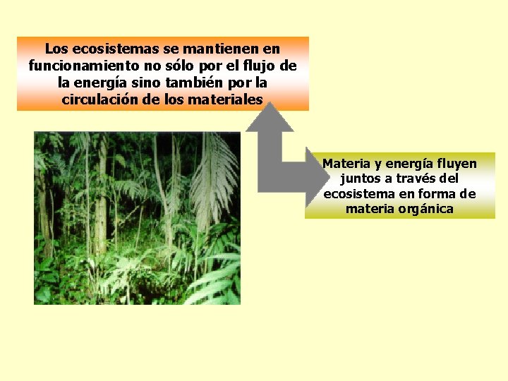 Los ecosistemas se mantienen en funcionamiento no sólo por el flujo de la energía