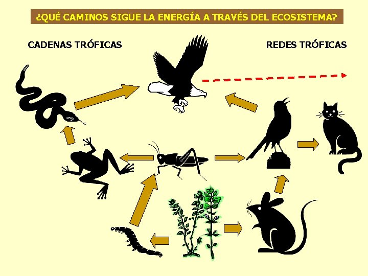 ¿QUÉ CAMINOS SIGUE LA ENERGÍA A TRAVÉS DEL ECOSISTEMA? CADENAS TRÓFICAS REDES TRÓFICAS 