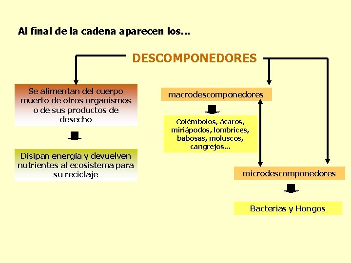 Al final de la cadena aparecen los. . . DESCOMPONEDORES Se alimentan del cuerpo