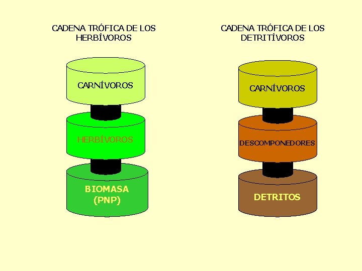 CADENA TRÓFICA DE LOS HERBÍVOROS CADENA TRÓFICA DE LOS DETRITÍVOROS CARNÍVOROS HERBÍVOROS DESCOMPONEDORES BIOMASA