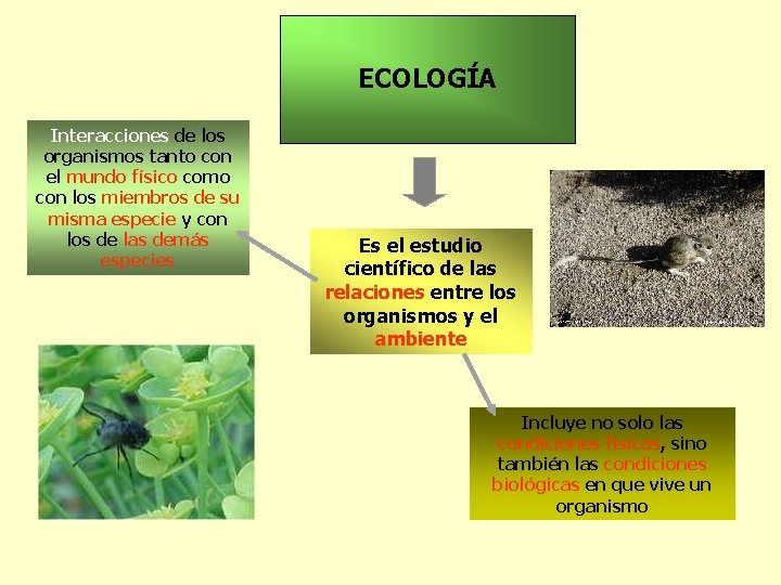 ECOLOGÍA Interacciones de los organismos tanto con el mundo físico como con los miembros