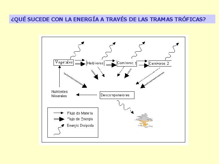 ¿QUÉ SUCEDE CON LA ENERGÍA A TRAVÉS DE LAS TRAMAS TRÓFICAS? 