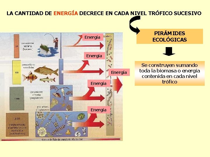 LA CANTIDAD DE ENERGÍA DECRECE EN CADA NIVEL TRÓFICO SUCESIVO PIRÁMIDES ECOLÓGICAS Energía Energía