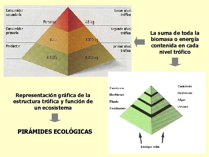 La suma de toda la biomasa o energía contenida en cada nivel trófico Representación