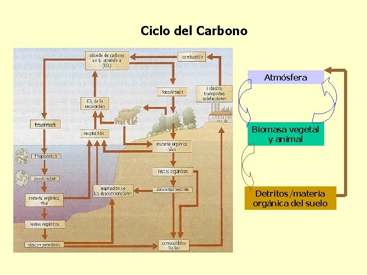 Ciclo del Carbono Atmósfera Biomasa vegetal y animal Detritos/materia orgánica del suelo 