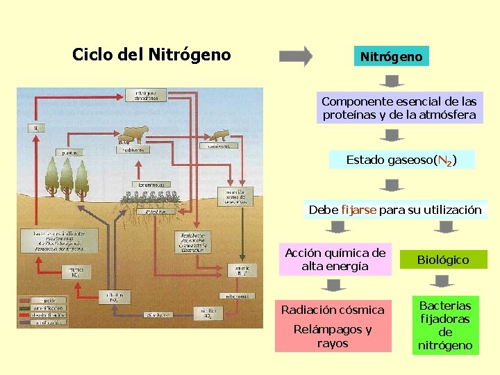 Ciclo del Nitrógeno Componente esencial de las proteínas y de la atmósfera Estado gaseoso(N