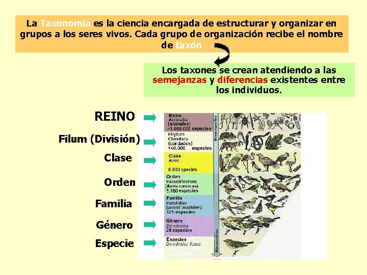 La Taxonomía es la ciencia encargada de estructurar y organizar en grupos a los