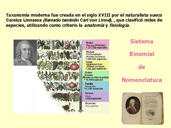 Taxonomía moderna fue creada en el siglo XVIII por el naturalista sueco Carolus Linnaeus