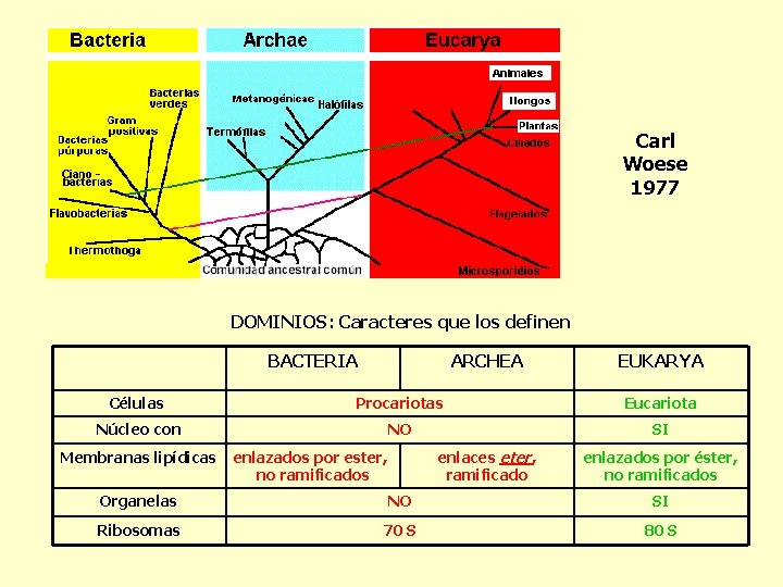 Carl Woese 1977 DOMINIOS: Caracteres que los definen BACTERIA ARCHEA EUKARYA Células Procariotas Eucariota