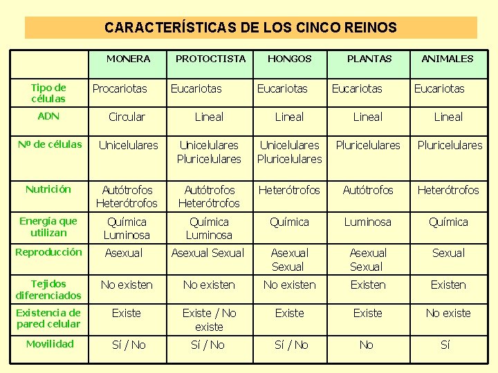 CARACTERÍSTICAS DE LOS CINCO REINOS MONERA PROTOCTISTA HONGOS ANIMALES Procariotas Eucariotas ADN Circular Lineal