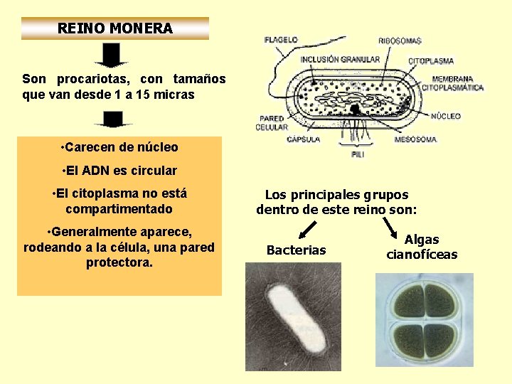 REINO MONERA Son procariotas, con tamaños que van desde 1 a 15 micras •