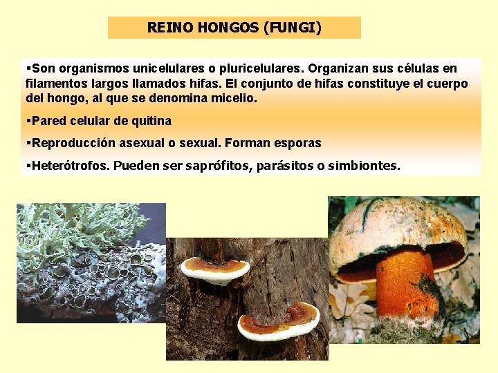 REINO HONGOS (FUNGI) §Son organismos unicelulares o pluricelulares. Organizan sus células en filamentos largos