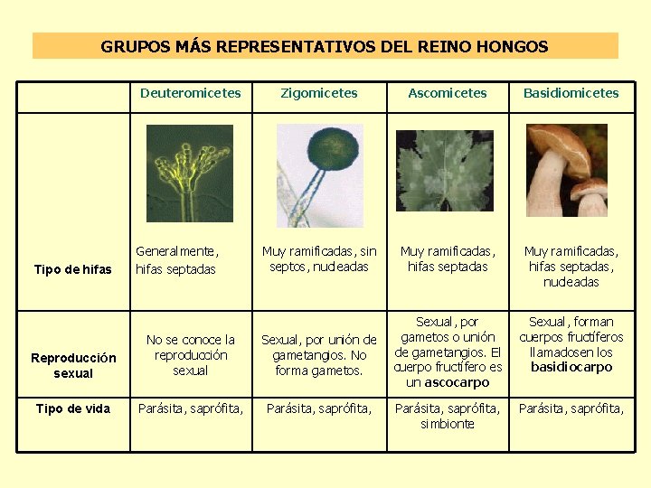 GRUPOS MÁS REPRESENTATIVOS DEL REINO HONGOS Deuteromicetes Tipo de hifas Generalmente, hifas septadas Reproducción