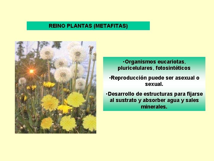 REINO PLANTAS (METAFITAS) • Organismos eucariotas, pluricelulares, fotosintéticos • Reproducción puede ser asexual o