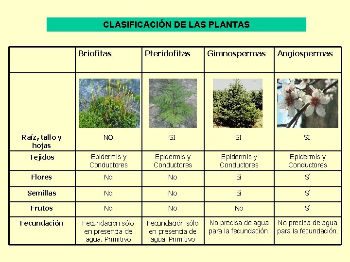 CLASIFICACIÓN DE LAS PLANTAS Briofitas Pteridofitas Gimnospermas Angiospermas Raíz, tallo y hojas NO SI