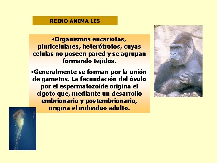 REINO ANIMA LES • Organismos eucariotas, pluricelulares, heterótrofos, cuyas células no poseen pared y