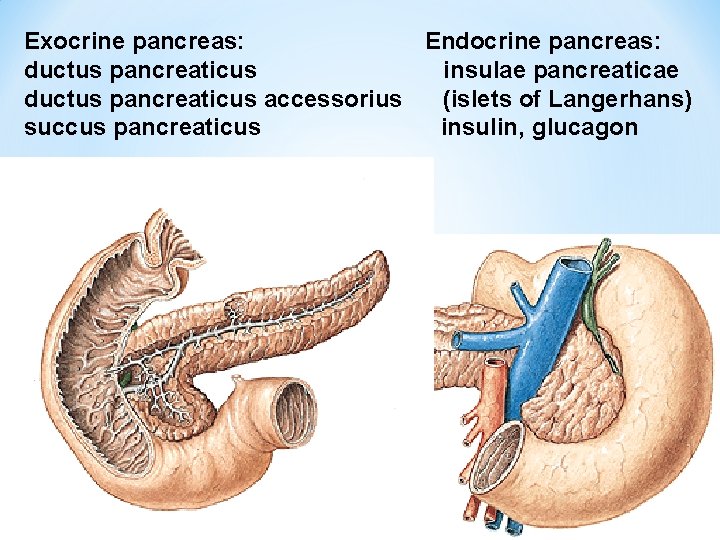 Exocrine pancreas: Endocrine pancreas: ductus pancreaticus insulae pancreaticae ductus pancreaticus accessorius (islets of Langerhans)