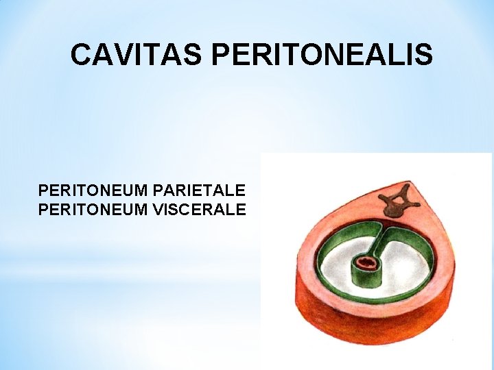 CAVITAS PERITONEALIS PERITONEUM PARIETALE PERITONEUM VISCERALE 