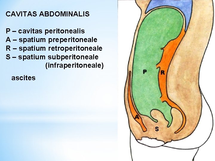 CAVITAS ABDOMINALIS P – cavitas peritonealis A – spatium preperitoneale R – spatium retroperitoneale
