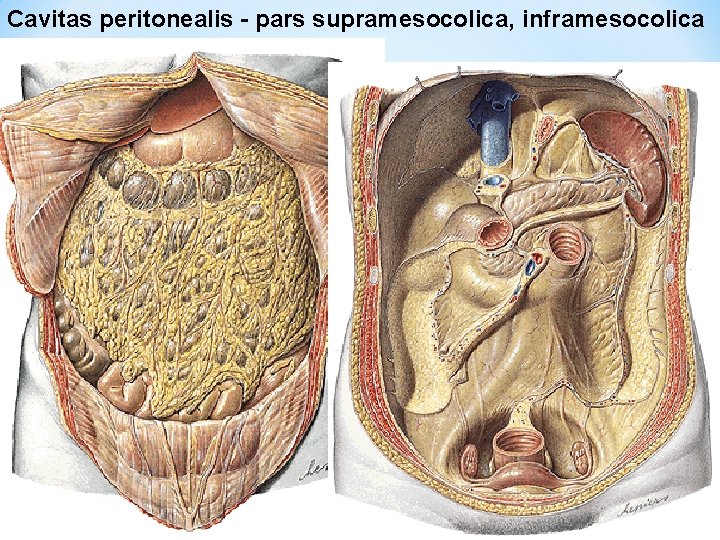 Cavitas peritonealis - pars supramesocolica, inframesocolica 