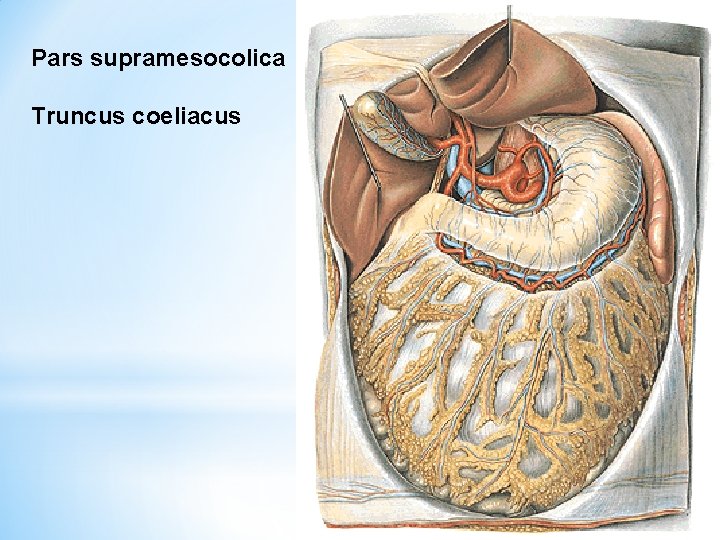 Pars supramesocolica Truncus coeliacus 