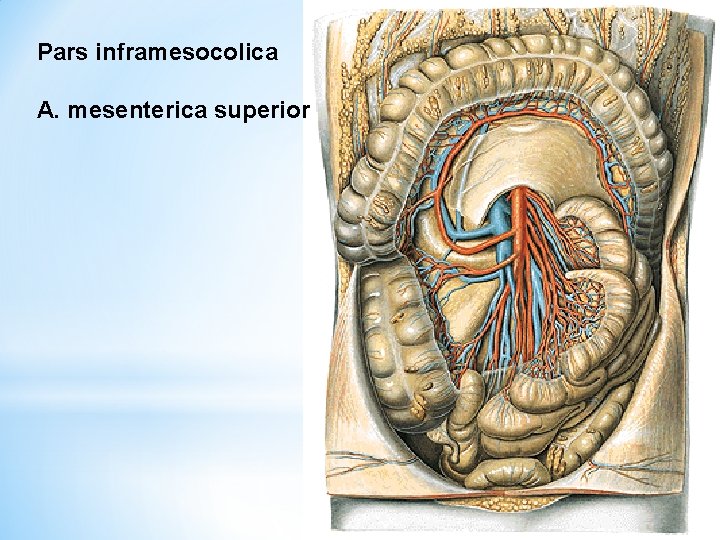 Pars inframesocolica A. mesenterica superior 