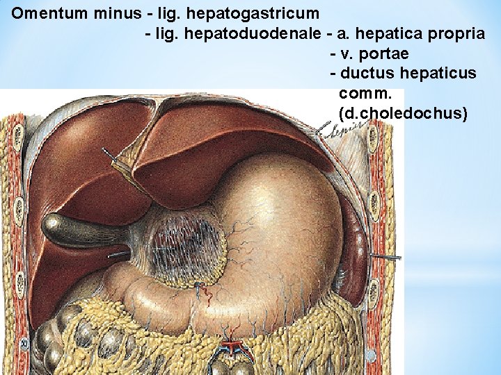 Omentum minus - lig. hepatogastricum - lig. hepatoduodenale - a. hepatica propria - v.