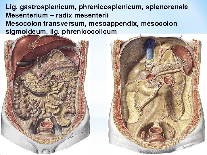 Lig. gastrosplenicum, phrenicosplenicum, splenorenale Mesenterium – radix mesenterii Mesocolon transversum, mesoappendix, mesocolon sigmoideum, lig.