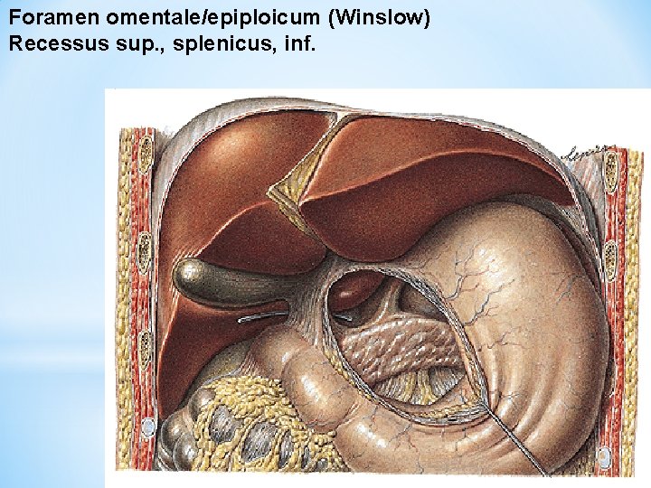Foramen omentale/epiploicum (Winslow) Recessus sup. , splenicus, inf. 