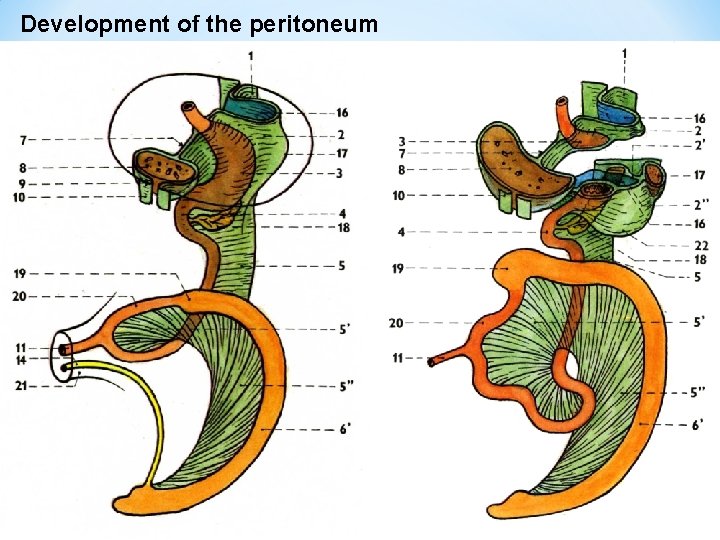 Development of the peritoneum 