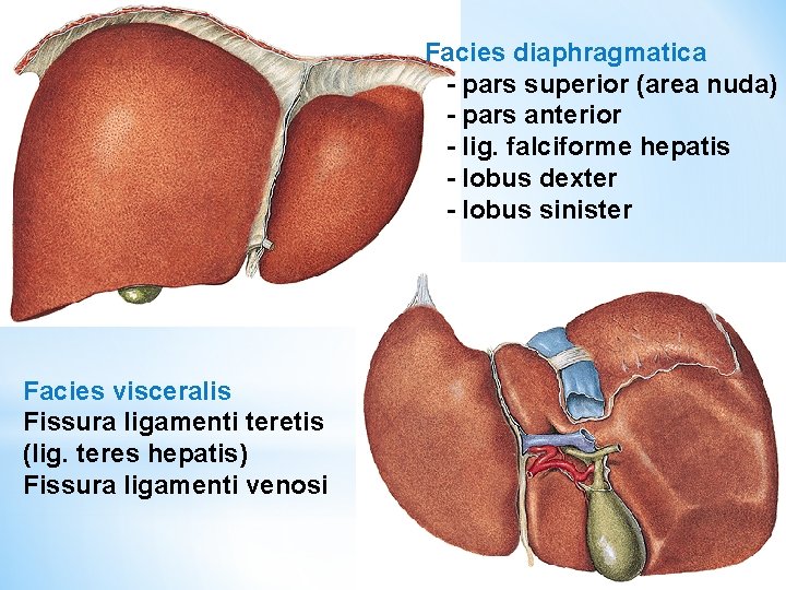 Facies diaphragmatica - pars superior (area nuda) - pars anterior - lig. falciforme hepatis