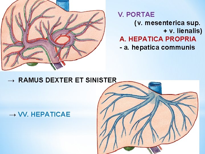 V. PORTAE (v. mesenterica sup. + v. lienalis) A. HEPATICA PROPRIA - a. hepatica