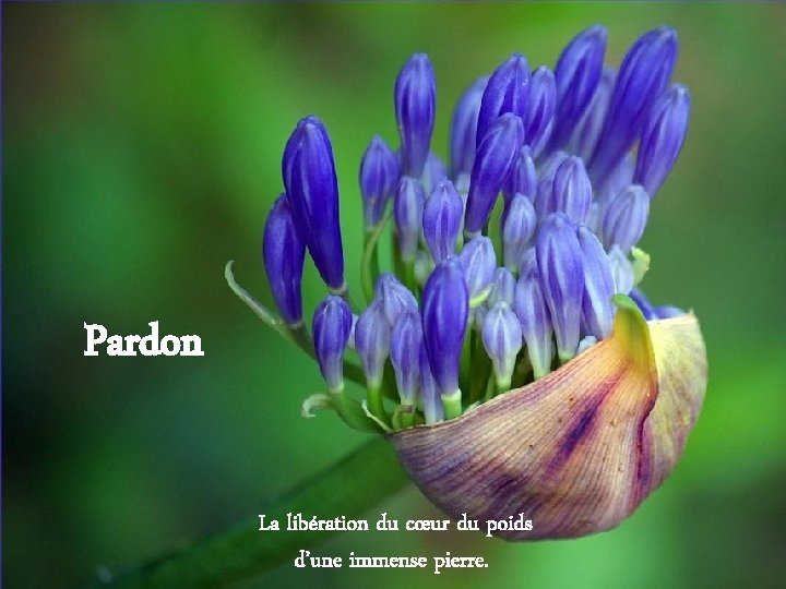 Pardon La libération du cœur du poids d’une immense pierre. 