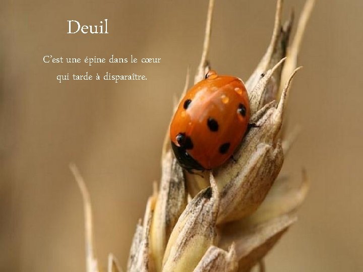 Deuil C’est une épine dans le cœur qui tarde à disparaître. 