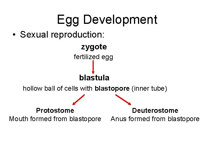 Egg Development • Sexual reproduction: zygote fertilized egg blastula hollow ball of cells with