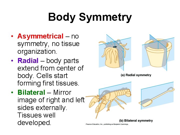 Body Symmetry • Asymmetrical – no symmetry, no tissue organization. • Radial – body